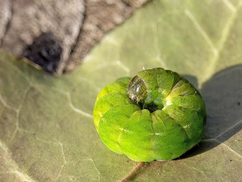 Phlogophora meticulosa (Raupe)