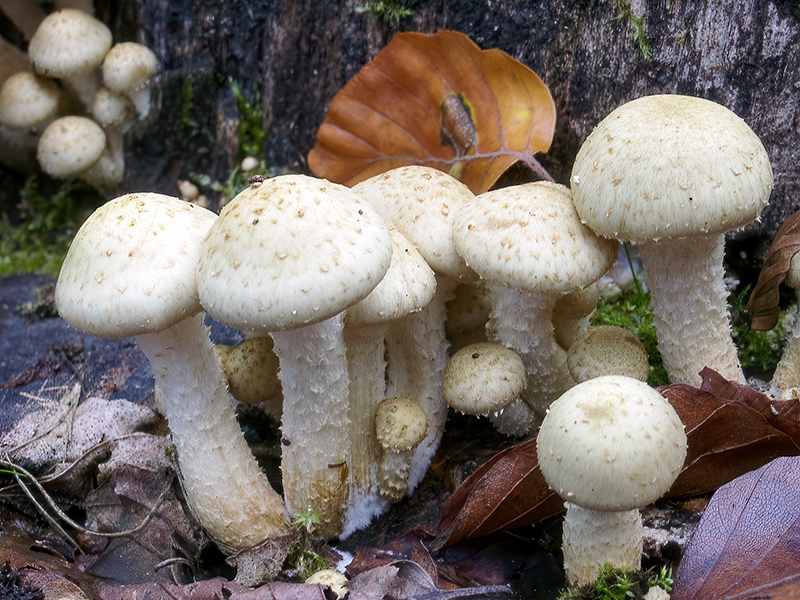 Pholiota gummosa