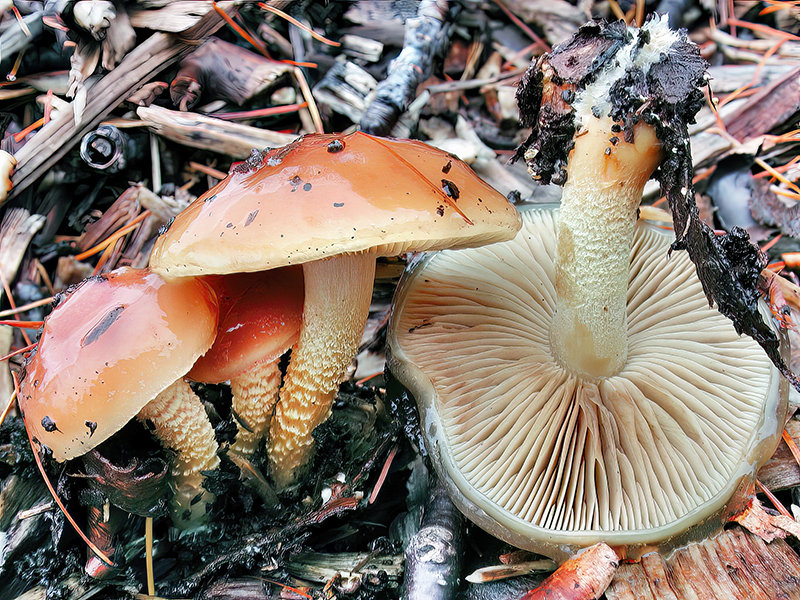 Pholiota spumosa