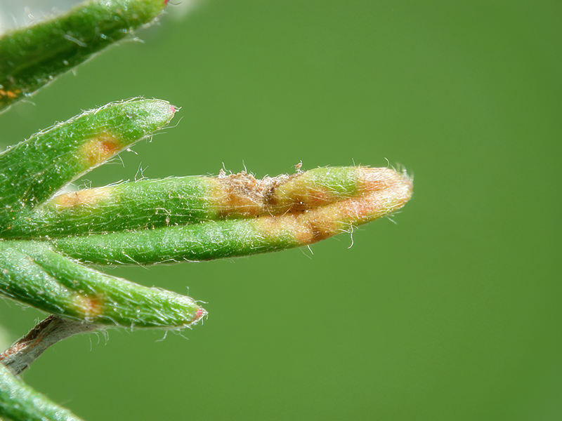Phragmidium potentillae