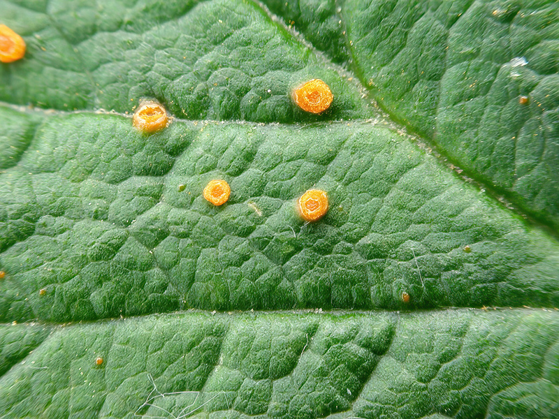 Phragmidium rubi-idaei