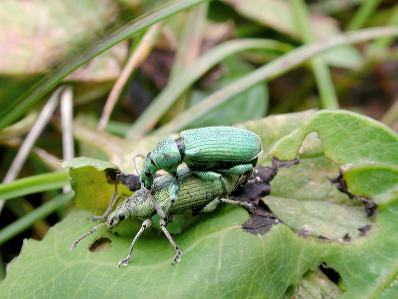 Phyllobius maculicornis (Paarung)