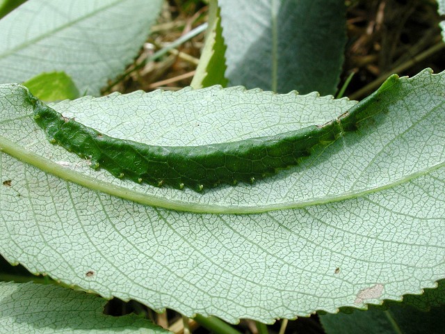 Phyllocolpa oblita