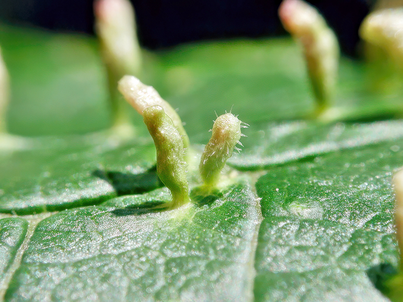 Phyllocoptes eupadi