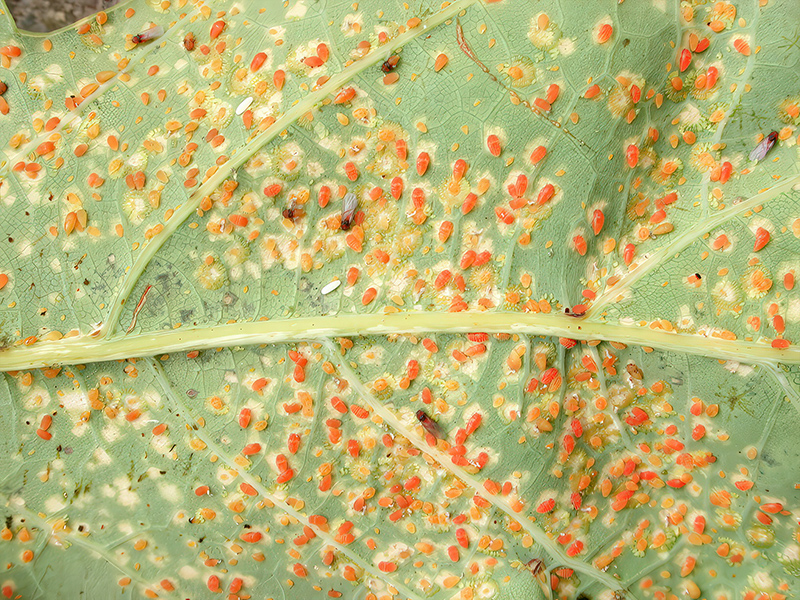 Phylloxera coccinea