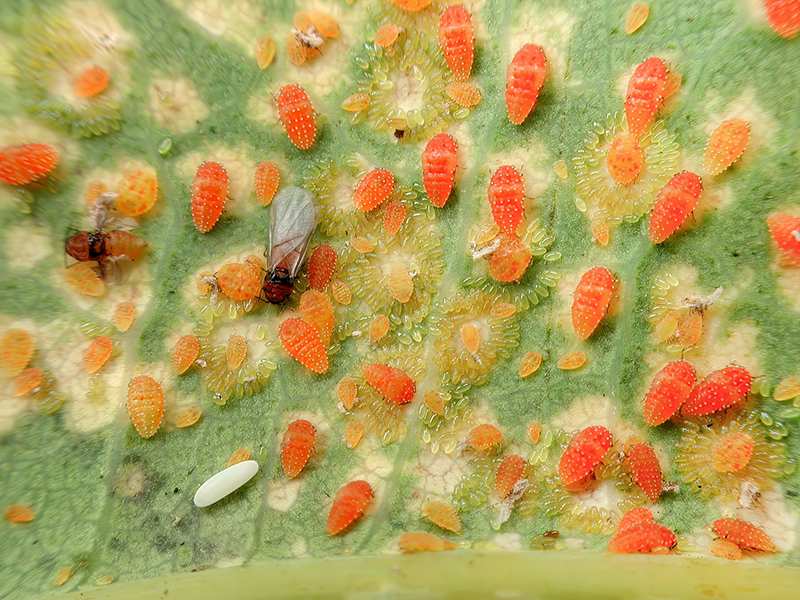 Phylloxera coccinea