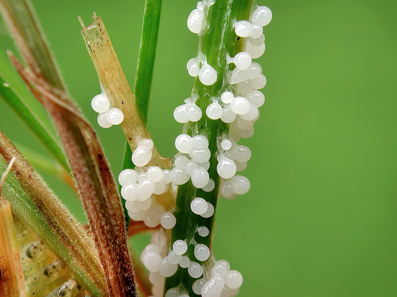 Physarum daamsii