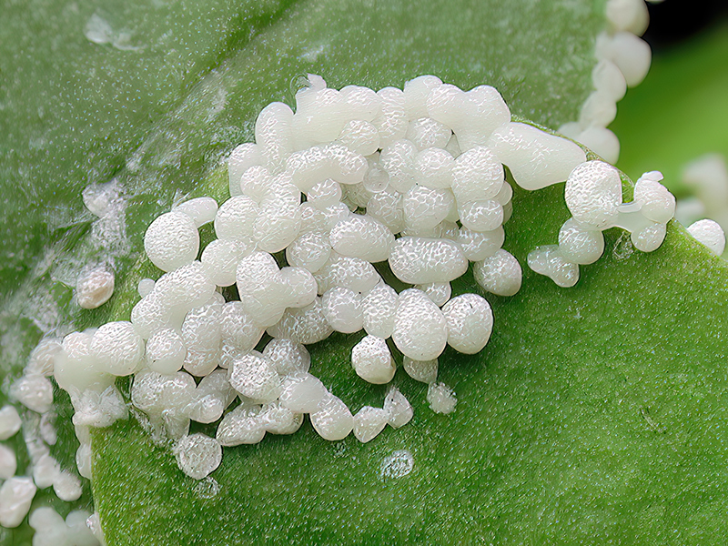 Physarum daamsii