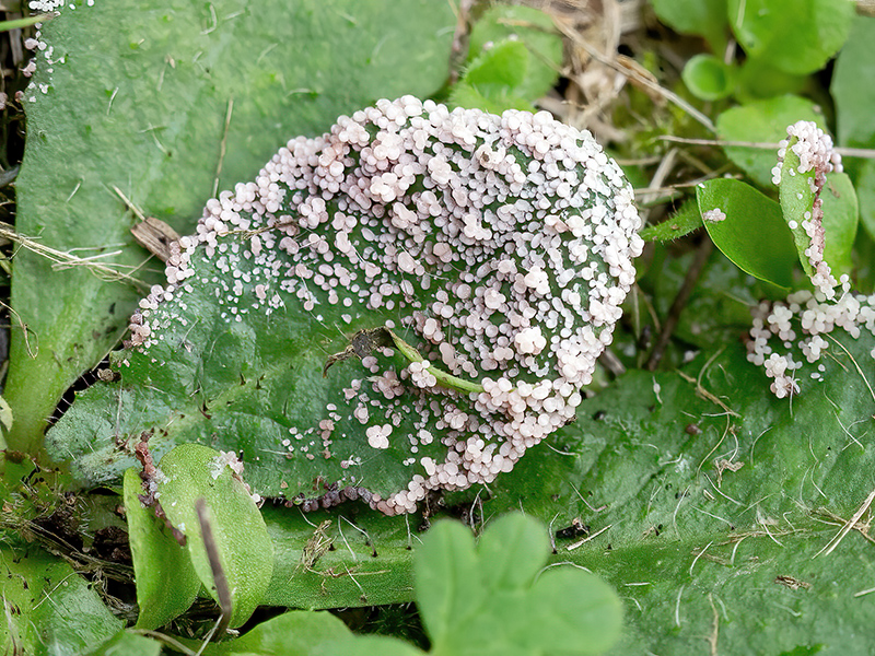 Physarum daamsii