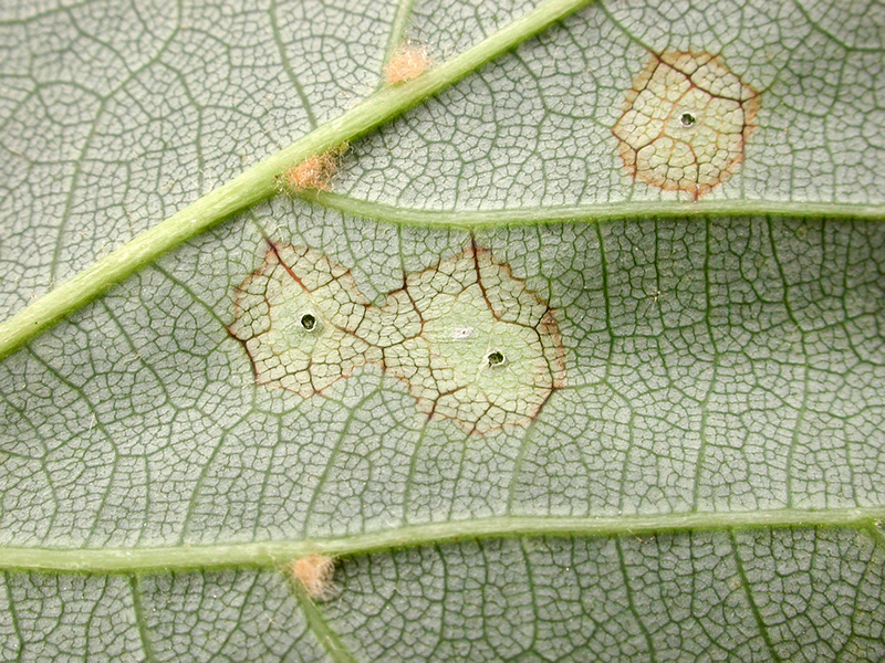 Physemocecis hartigi