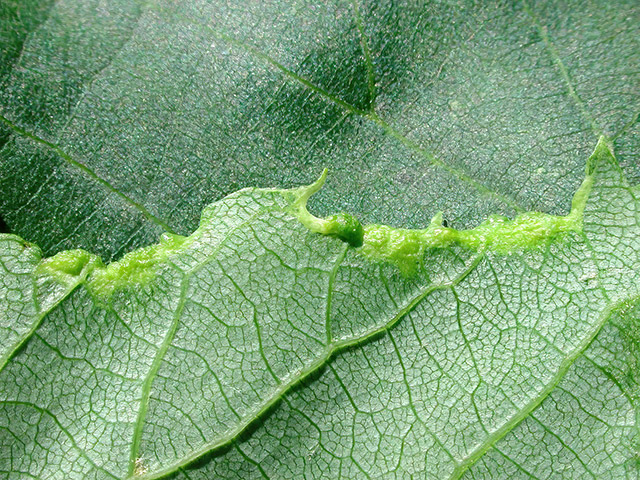 Phytocoptella tetrastichus