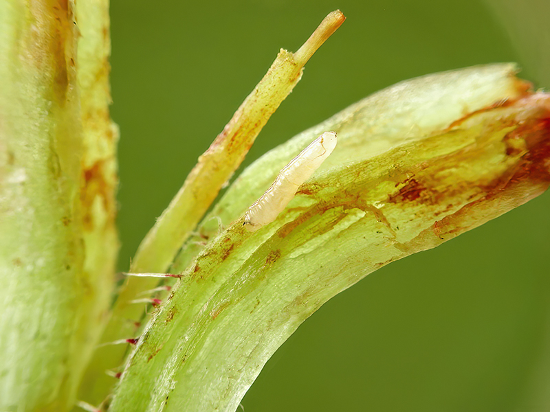 Phytomyza cecidonomia (Larve)