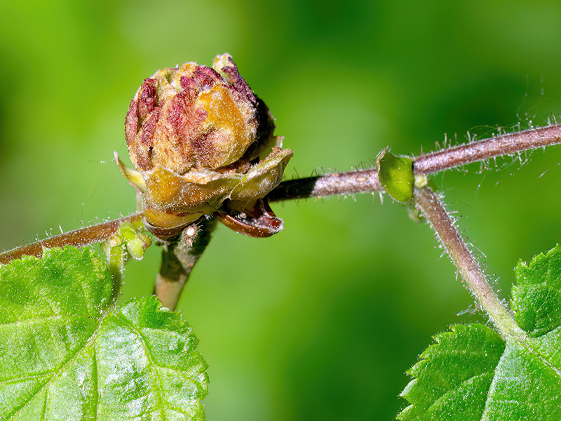 Phytoptus avellanae