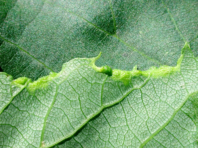 Phytoptus tetratrichus