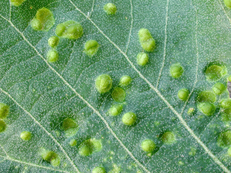 Phytoptus tetratrichus (an Tilia tomentosa - Silberlinde)