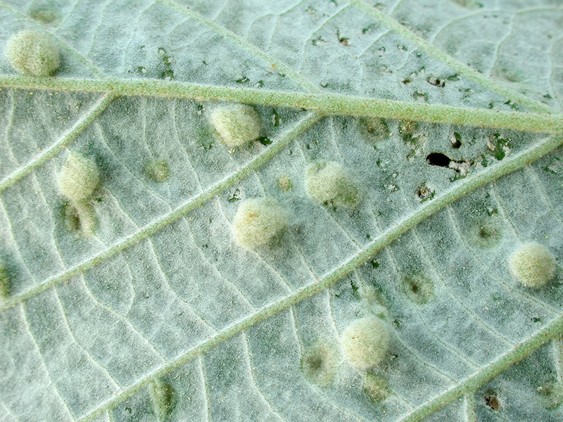 Phytoptus tetratrichus (an Tilia tomentosa - Silberlinde)