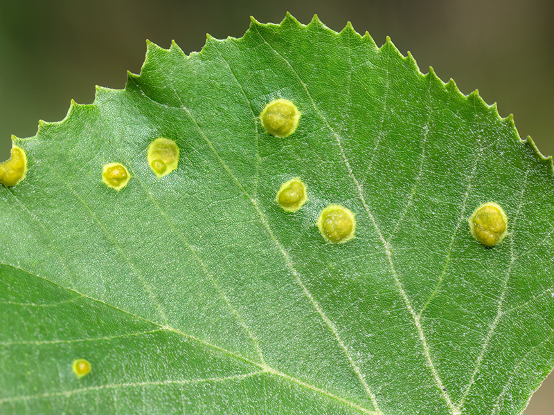 Phytoptus tetratrichus (an Tilia tomentosa - Silberlinde)