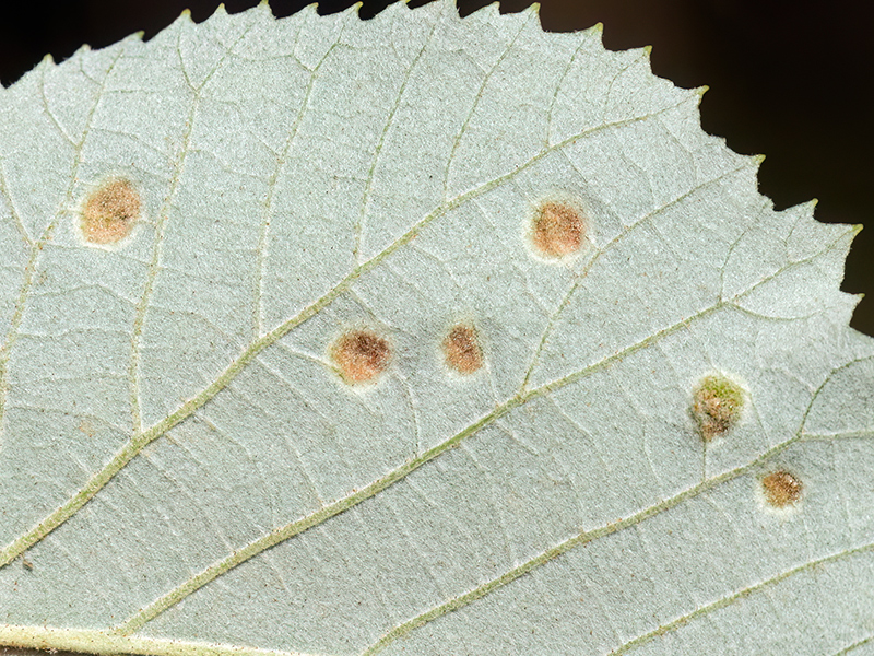 Phytoptus tetratrichus (an Tilia tomentosa - Silberlinde)