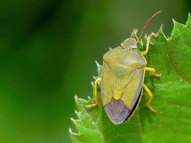 Piezodorus lituratus