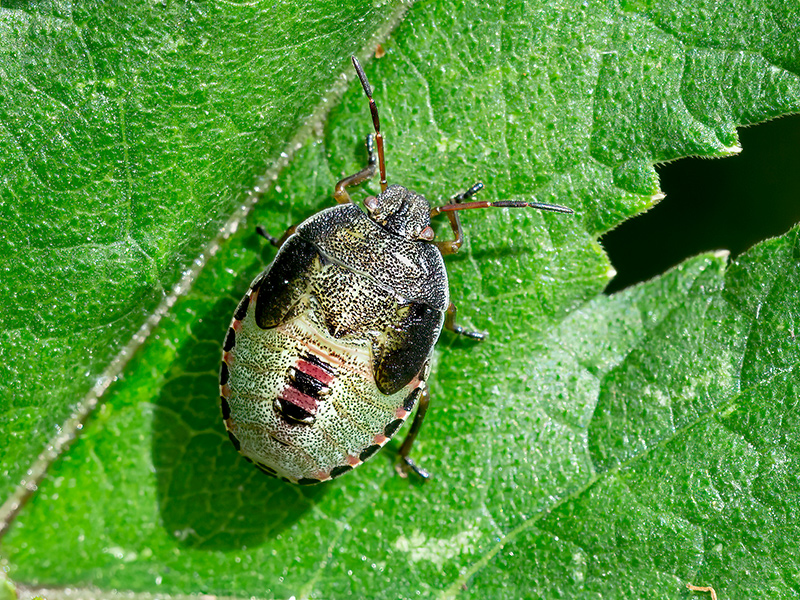 Piezodorus lituratus (Larve)