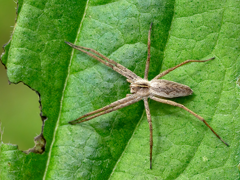 Pisaura mirabilis
