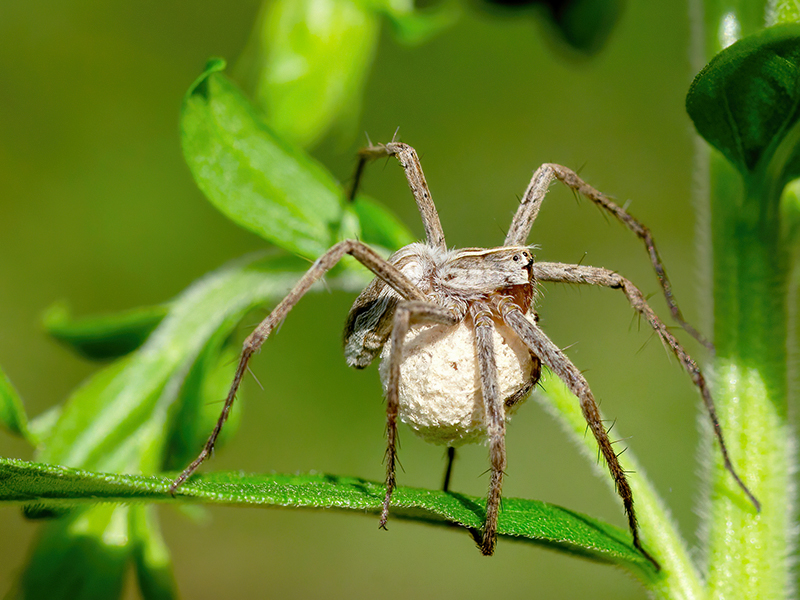 Pisaura mirabilis mit Kokon