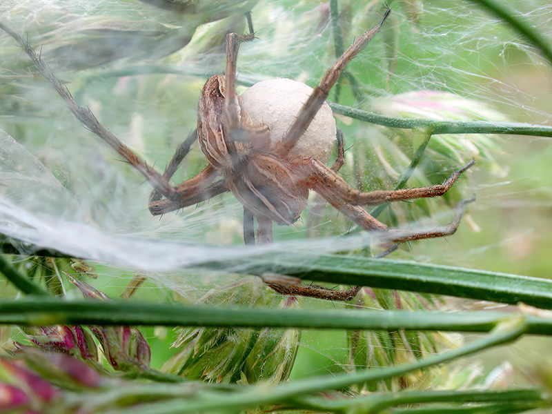 Pisaura mirabilis mit Kokon