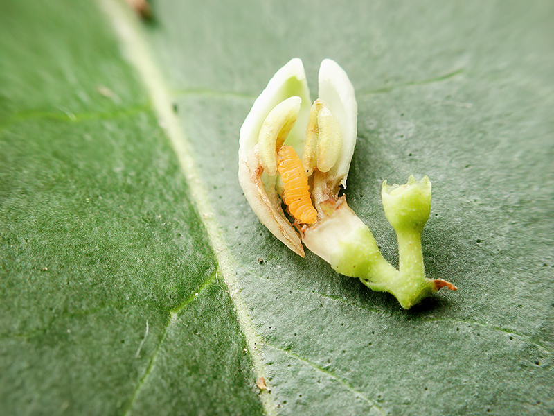 Placochela ligustri (Larve)