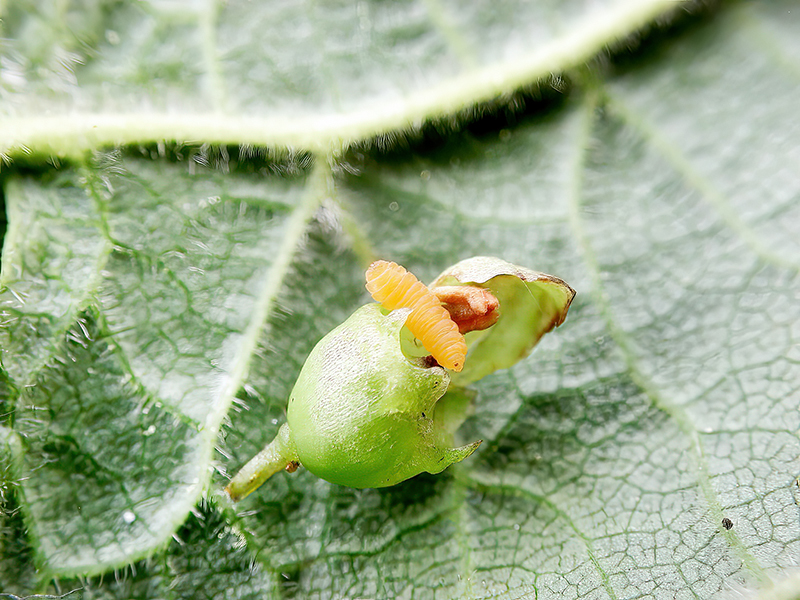 Placochela nigripes (Larve)