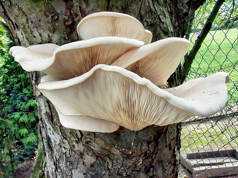 Pleurotus dryinus