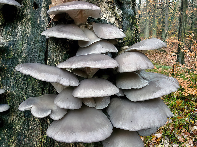 Pleurotus ostreatus