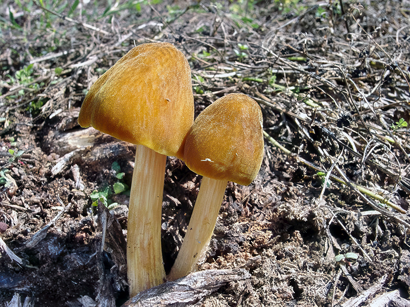Pluteus leoninus