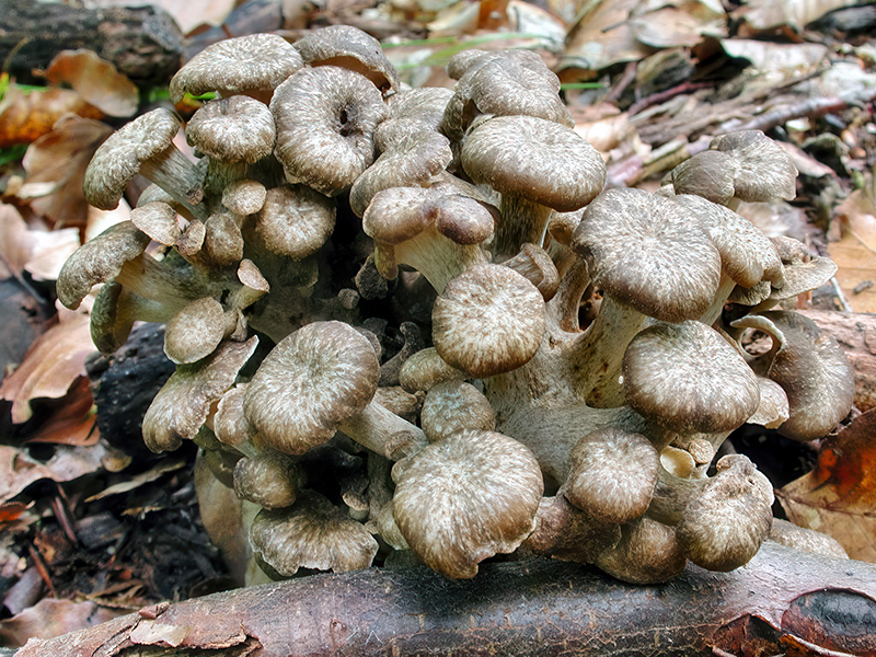 Polyporus umbellatus