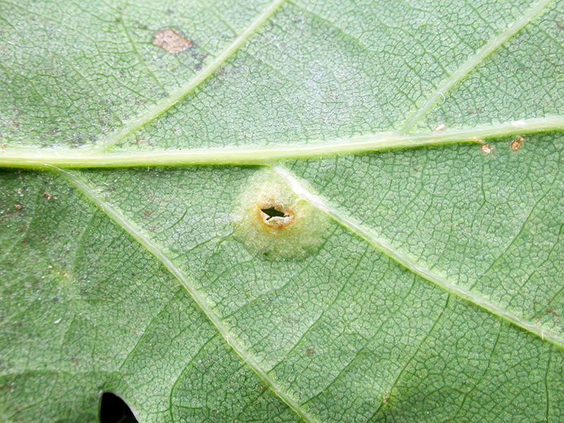 Polystepha malpighii