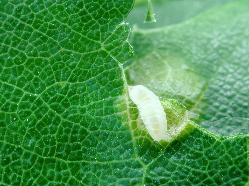 Polystepha malpighii (Larve)