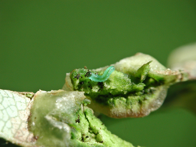 Pontania proxima (junge Larve auf Salix fragilis)