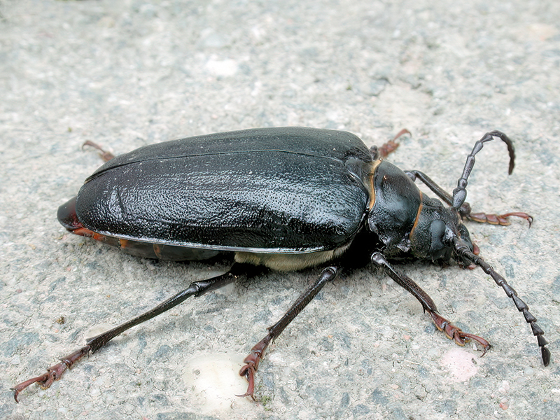 Prionus coriarius (Weibchen)