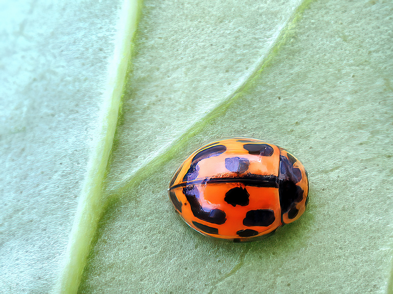 Propylaea quatuordecimpunctata (Farbvariante)