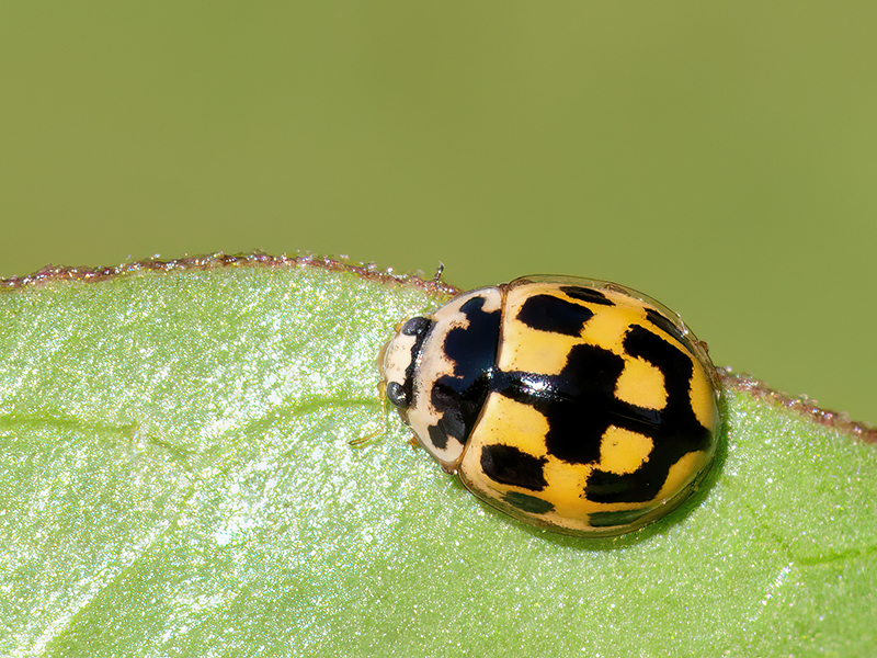 Propylaea quatuordecimpunctata (Farbvariante)