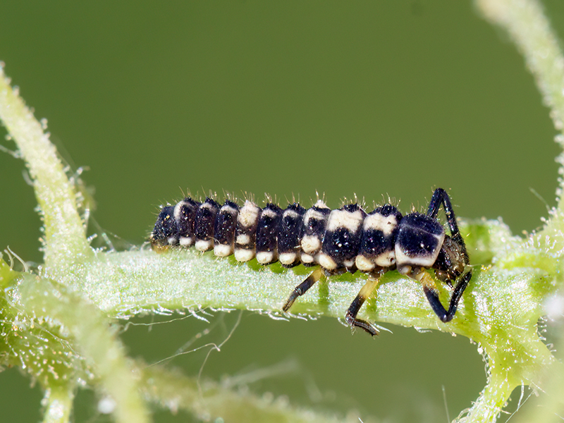 Propylaea quatuordecimpunctata (junge Larve)