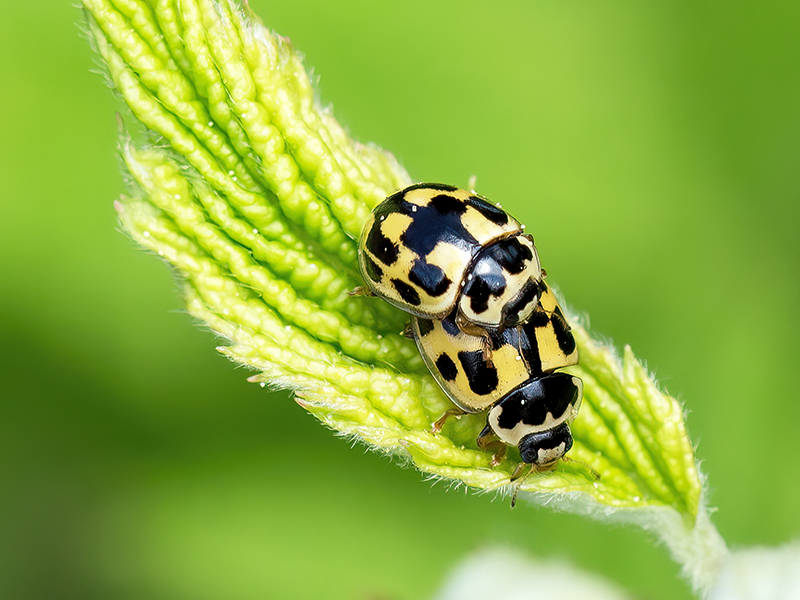 Propylaea quatuordecimpunctata (Paarung)