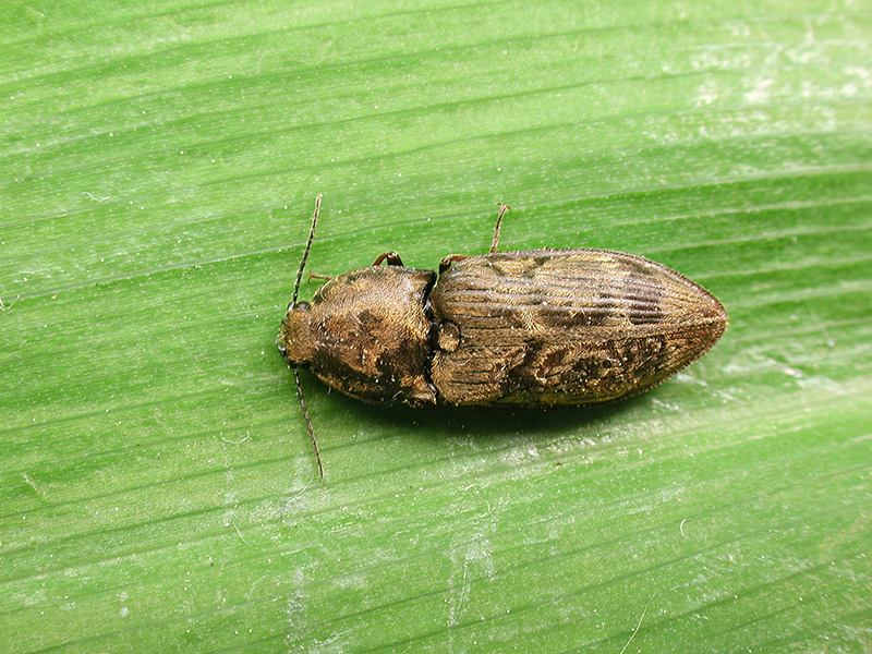 Prosternon tessellatum