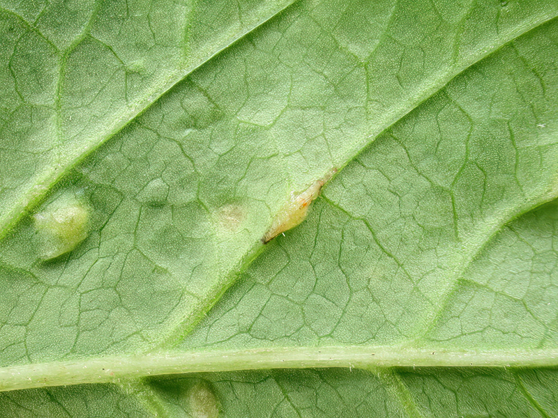 Protomyces macrosporus