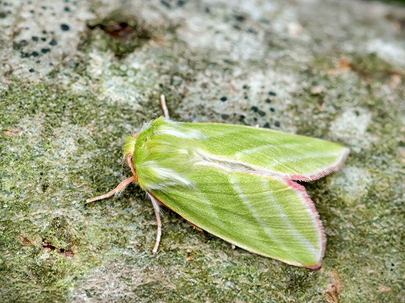 Pseudoips prasinana