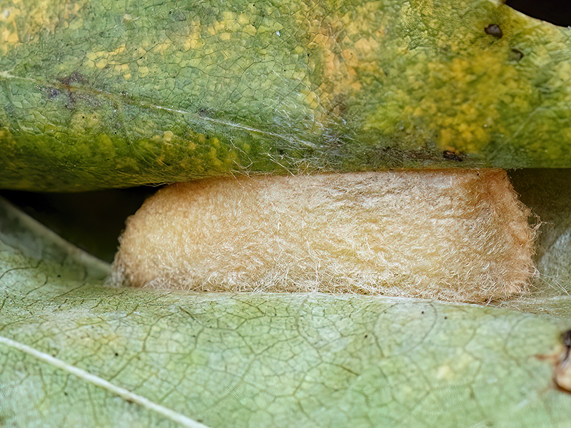 Pseudoips prasinana (Kokon)