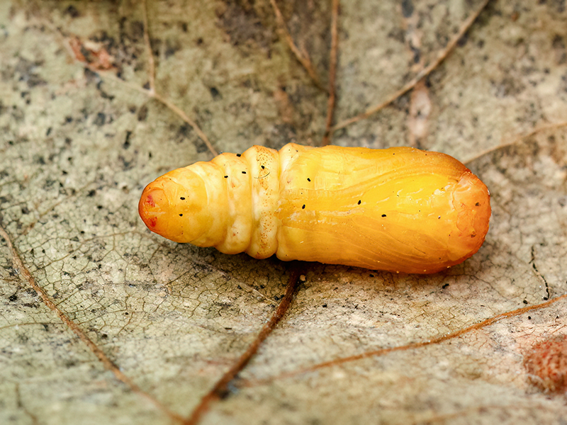 Pseudoips prasinana (Puppe)