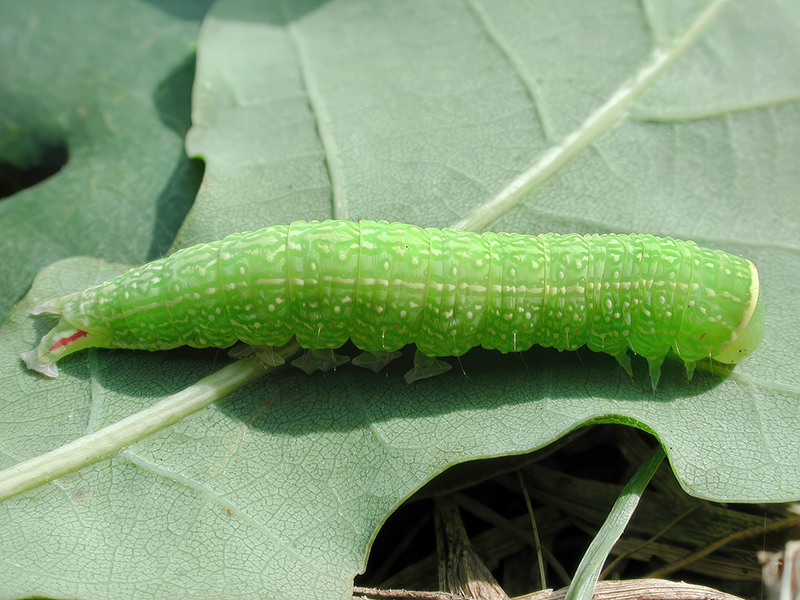 Pseudoips prasinana (Raupe)