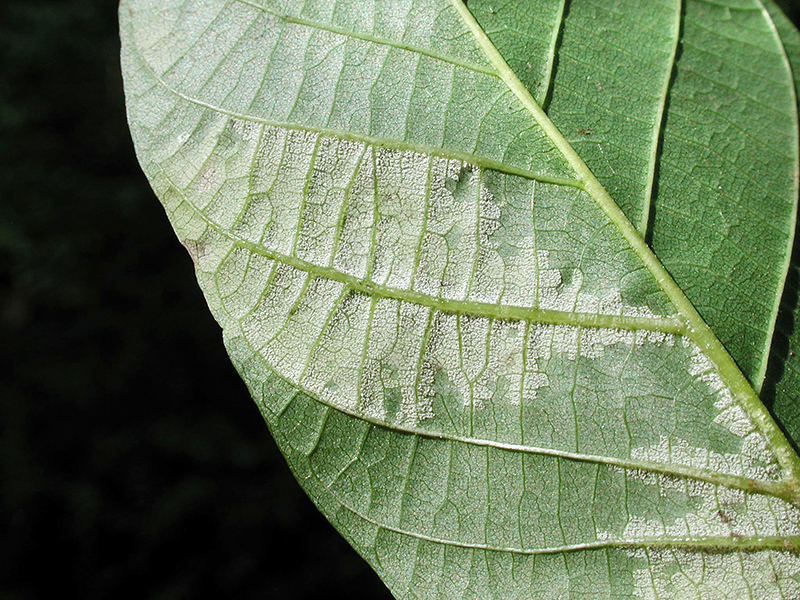 Pseudomicrostroma juglandis