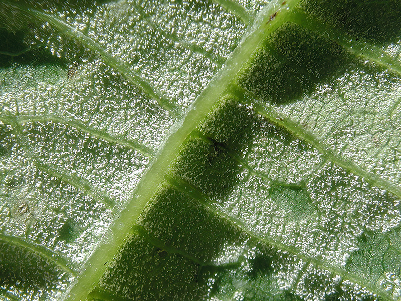 Pseudomicrostroma juglandis
