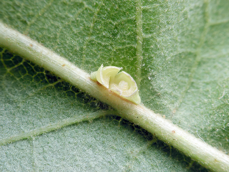 Neuroterus saliens (Larve - parthenogenetische Generation)